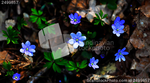Image of Blue anemone