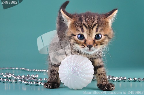 Image of small  kitten among Christmas stuff