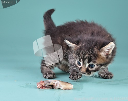 Image of small kitten frightened and playing with fish