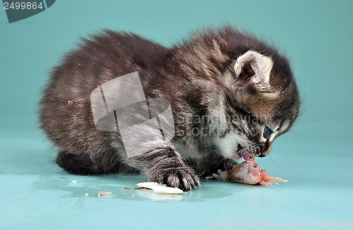 Image of small kitten eats fish
