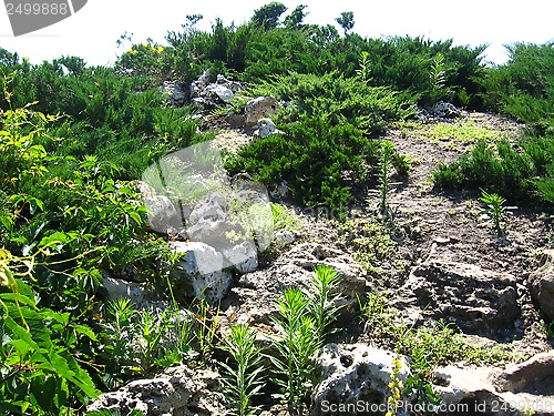 Image of summer landscape with bushes and stones