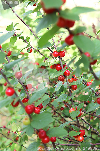 Image of red berries of Prunus tomentosa on the branch