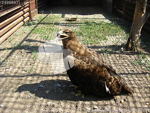 Image of big golden eagle standing on the ground