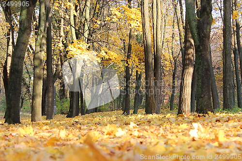 Image of Autumn park with trees and leaves
