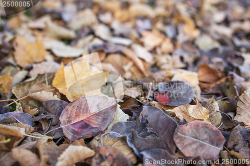 Image of fall leaves texture background