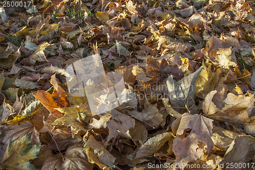 Image of under maple tree