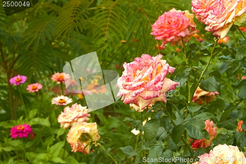 Image of Roses in flowerbed close-up