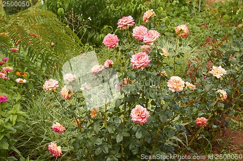 Image of Rose and other flowers in flowerbed