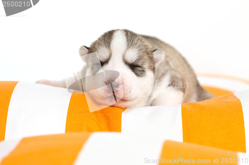 Image of newborn puppy