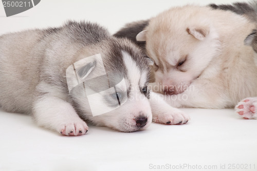 Image of newborn puppy