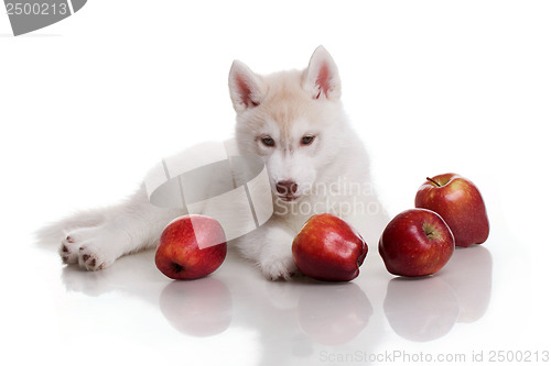 Image of newborn puppy