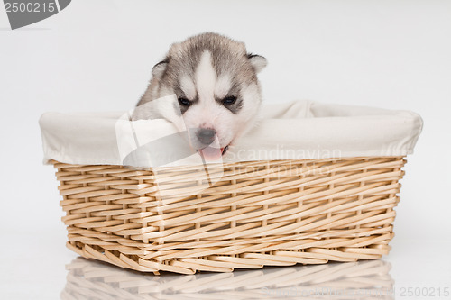 Image of newborn puppy