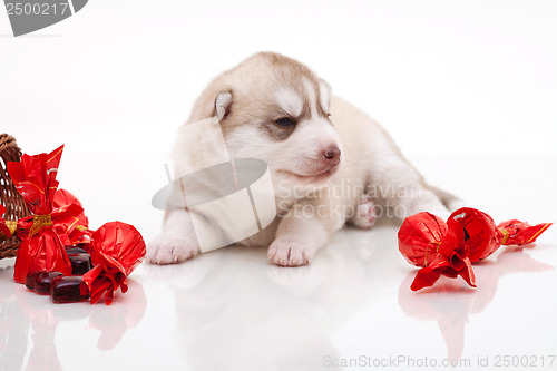 Image of newborn puppy