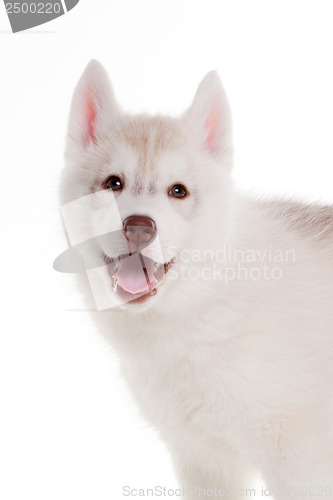 Image of newborn puppy