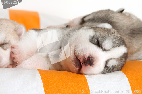 Image of newborn puppy