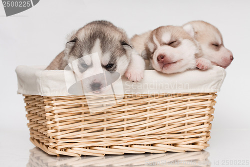 Image of newborn puppy