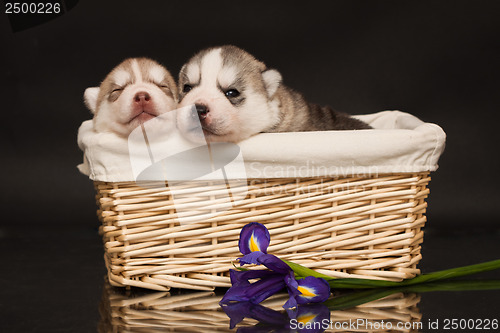 Image of newborn puppy