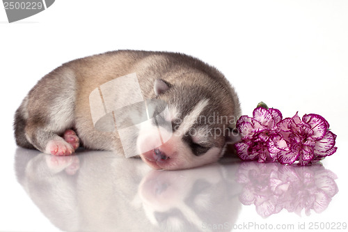 Image of newborn puppy