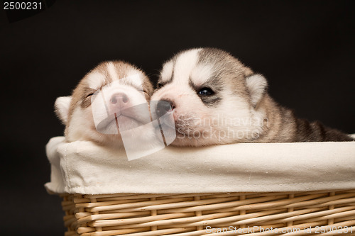 Image of newborn puppy