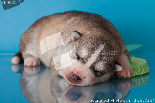 Image of newborn puppy