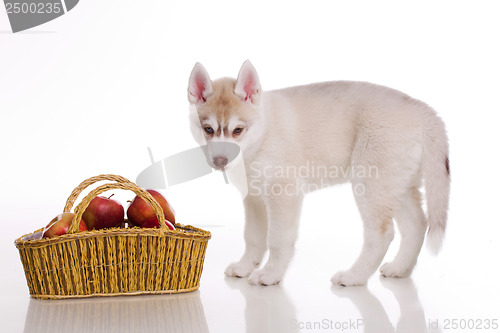 Image of newborn puppy