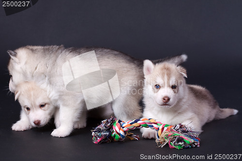 Image of newborn puppy