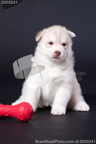 Image of newborn puppy