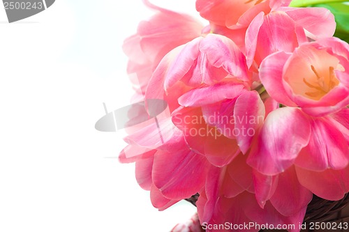 Image of Beautiful pink tulips