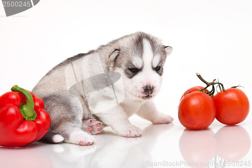 Image of newborn puppy