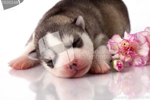 Image of newborn puppy