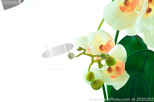 Image of White orchid grows in pot