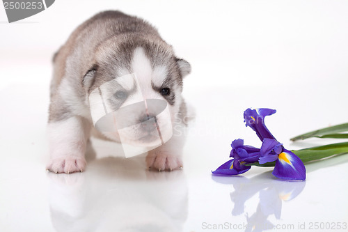 Image of newborn puppy