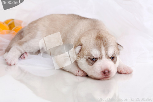 Image of newborn puppy