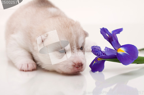 Image of newborn puppy