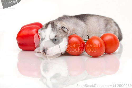 Image of newborn puppy