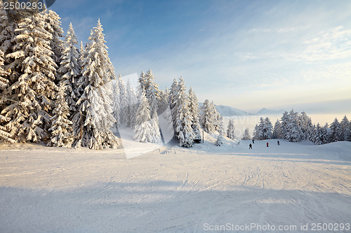 Image of Winter Landscape