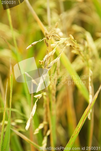 Image of Rice field