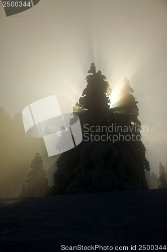 Image of Winter trees