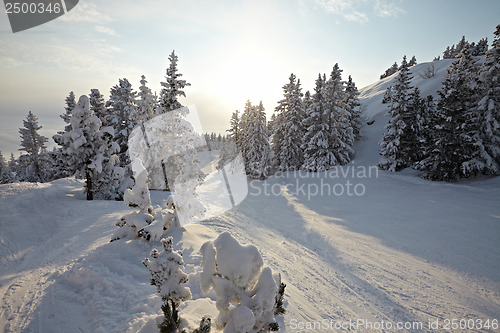 Image of Winter Landscape