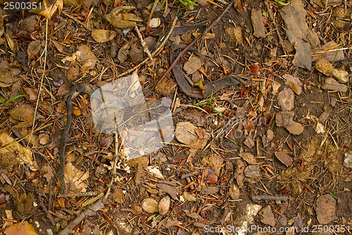 Image of Forest Floor