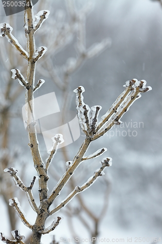 Image of Icy Branches
