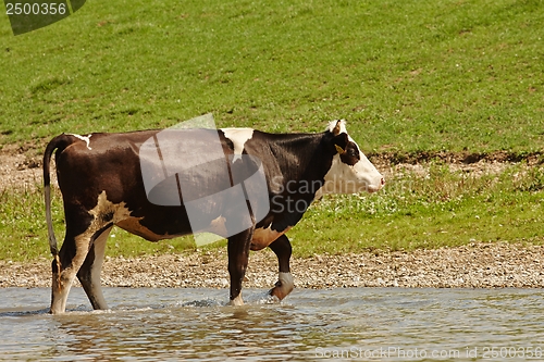 Image of Cow on a field