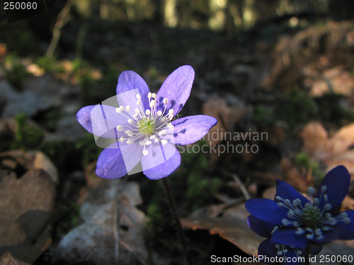 Image of Blue anemone