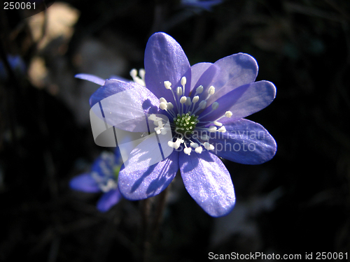 Image of Blue anemone