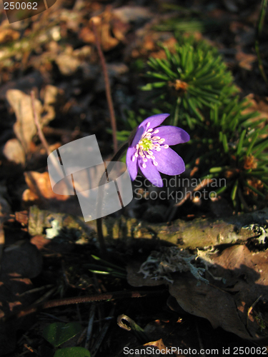 Image of Blue anemone
