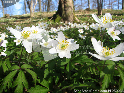 Image of Wood anemones