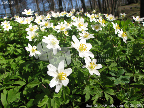 Image of Wood anemones