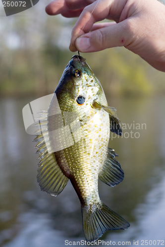 Image of Blue Gill