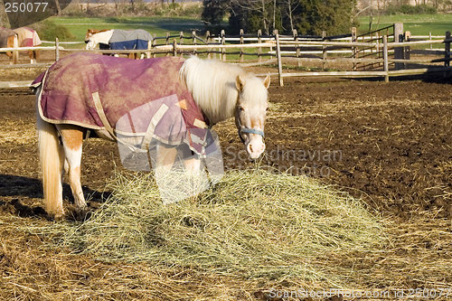 Image of Shetland Pony