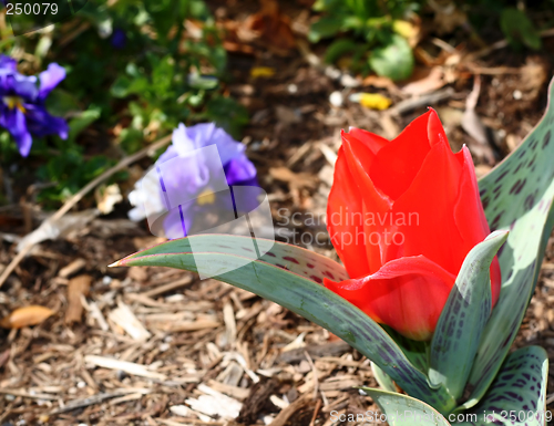 Image of Spring Flowers